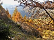 67 Scendendo per traccia lo splendido lariceto verso la verde radura prativa della Baita del Buco